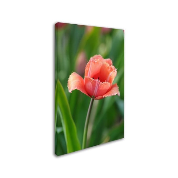 Cora Niele 'Tulip Flower Parabola' Canvas Art,12x19